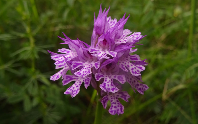 Neotinea tridentata - Cimone (TN)